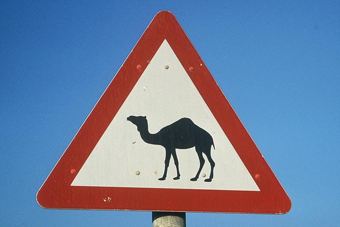 VAE_Dubai_Schild Kamele