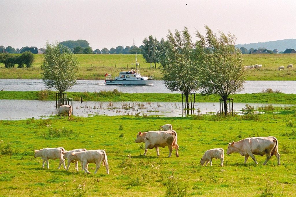 Griethauser.Altrhein.Kühe.Motoryacht.7.2007