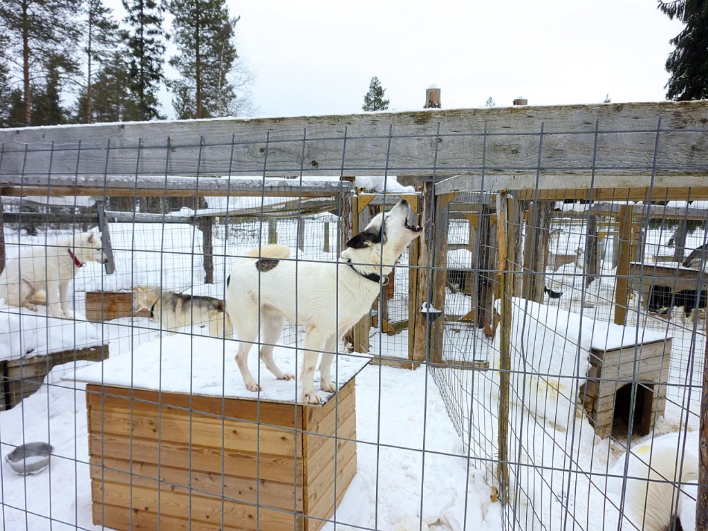 Herzerwichendes heulender Husky