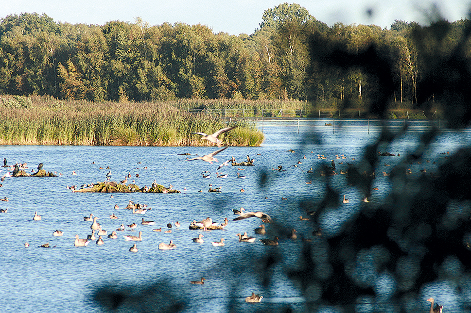 VREDEN-ZWILLBROCK.Paradies der Wasservögel in Zwillbrock.Foto.B.Meier.9.2012_IMG_9117